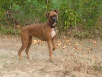 Wind Hill Puppies 