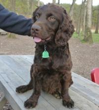 boykin spaniel breeders