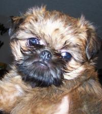 Miracle Brussels Griffons