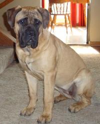 Lothlorien Bullmastiffs