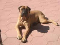 Legacy Bullmastiffs