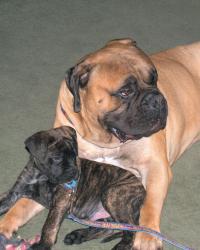 Adora Bullmastiffs