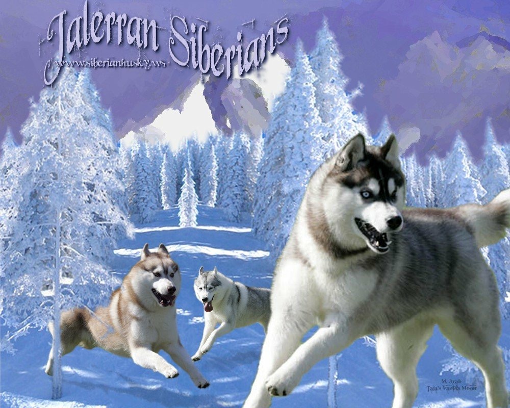 Jalerran Siberians