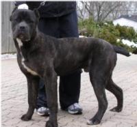 Fortissima Cane Corso