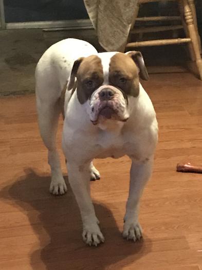 Lira’s American Bulldogs