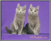 LeCompagnon Chartreux