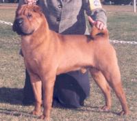 R-Lee Shar-Pei