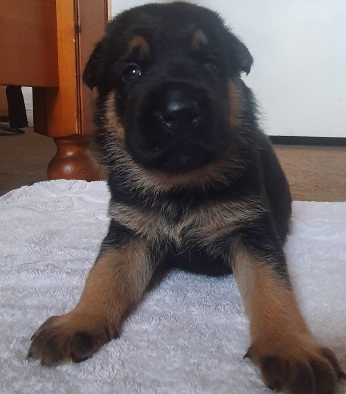 German Shepherd Puppies text 7207152914