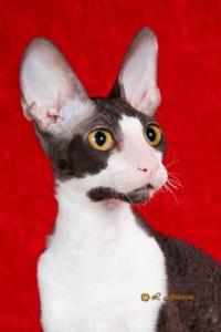 Mykro Cornish Rex