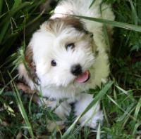 TLC Havanese