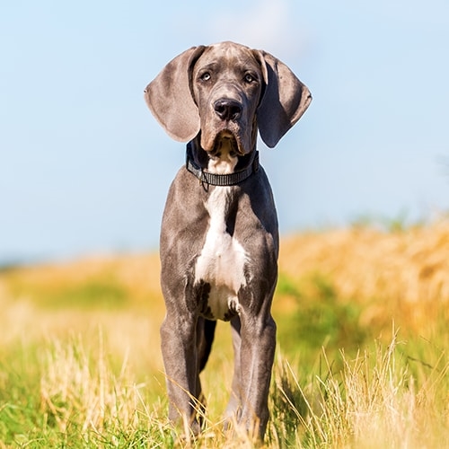 Miles Great Dane Home