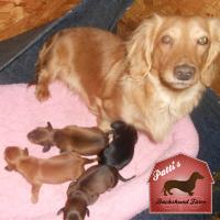 Pattis Dachshund Farm