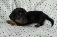 Clover Patch Dachshund