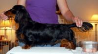 Galewinns Dachshunds