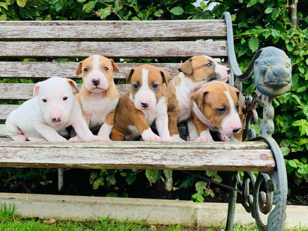 Bull Terrier puppies Call or text (567) 333-7079