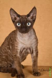 Curly Dolls Devon Rex