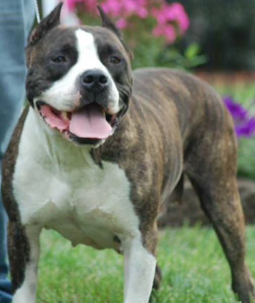 american staffordshire terrier kennels