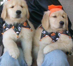 Two Golden Retriever Puppies