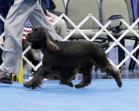 Killara Field Spaniels