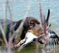 Calico Field Spaniels