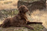 Northern Lights Flat-Coated Retrievers