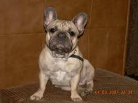 Carich French Bulldogs