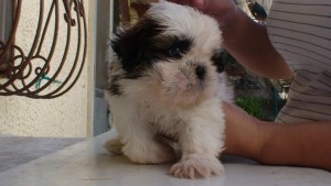 Male Shih Tzu pup