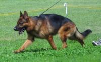 Nobleheim German Shepherds