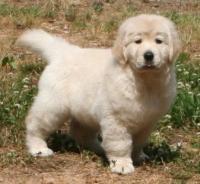 Acadia Golden Retrievers