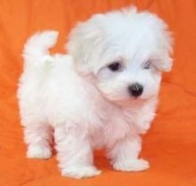 Two Top Class Maltese Puppies Available