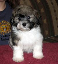 XTC Havanese