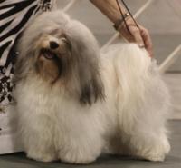 Alegria Havanese