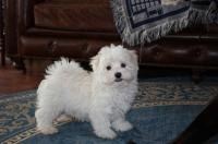 Manderly Havanese