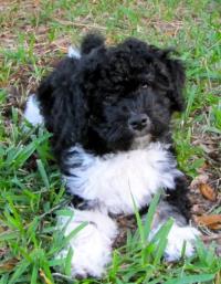 Sandy Beach Havanese