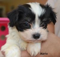 Sunshine Havanese