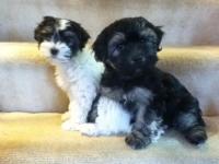 HARMONY MEADOW HAVANESE