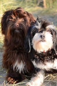 Heart of Gold Havanese