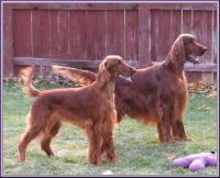 Galewinns Irish Setters