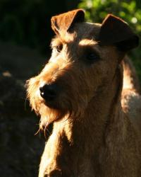 Red Branch Terriers