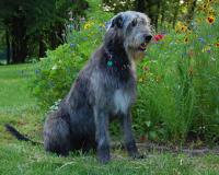 Bainbridge Irish Wolfhounds