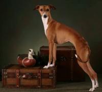 Coccolare Italian Greyhounds