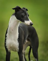 Voici Italian Greyhounds