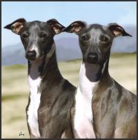 Littleluv Italian Greyhounds