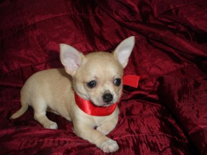 Male and Female Chihuahua Puppies