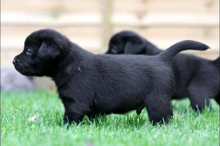 Two Labrador Puppies