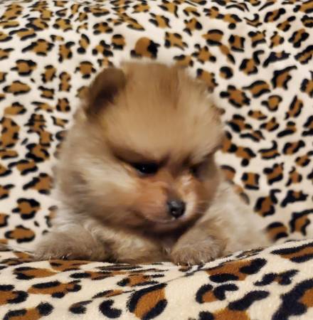 Caring Pomeranian Puppies for sale