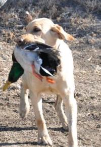 DuckDawg Retrievers