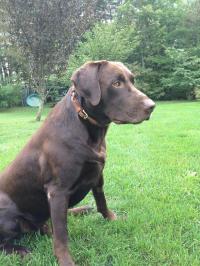 Montana Rocky Mountain Labradors