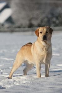 Cornerstone Labradors