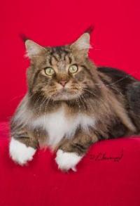 Averill Maine Coons